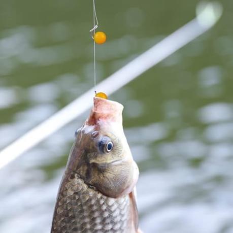 Arfast - 150 Piece Scented Fake Corn Soft Baits for Carp/ Trout / Catfish - Image 6